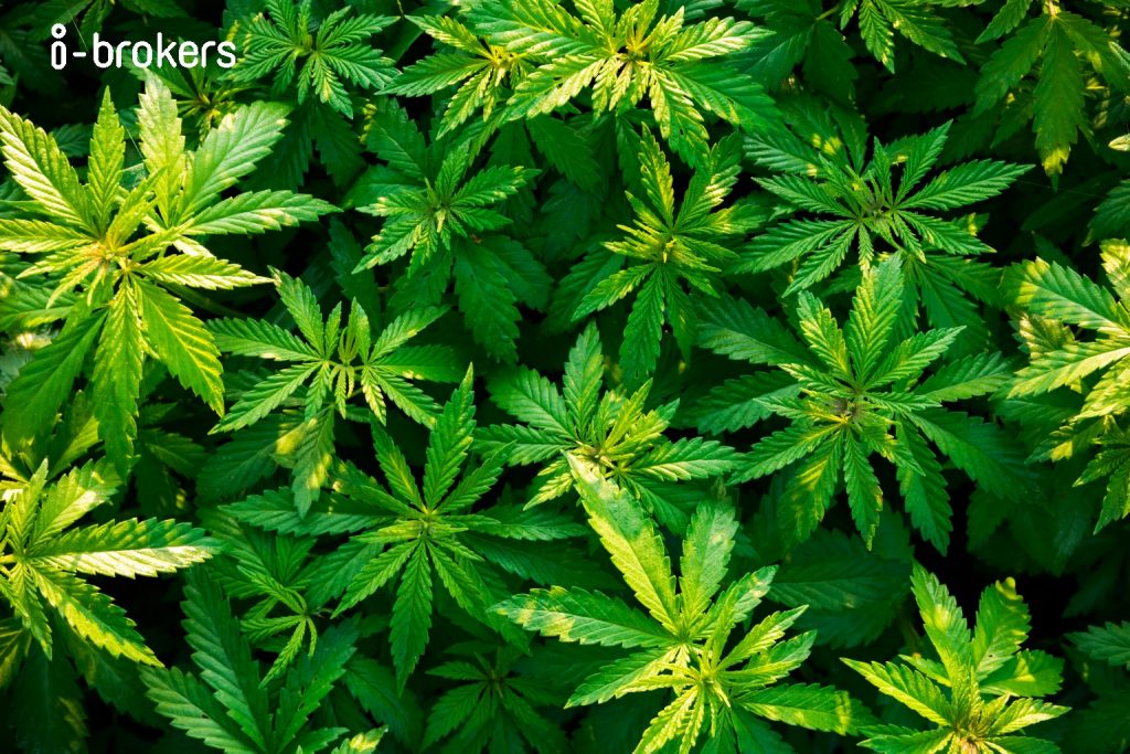 marijuana insurance